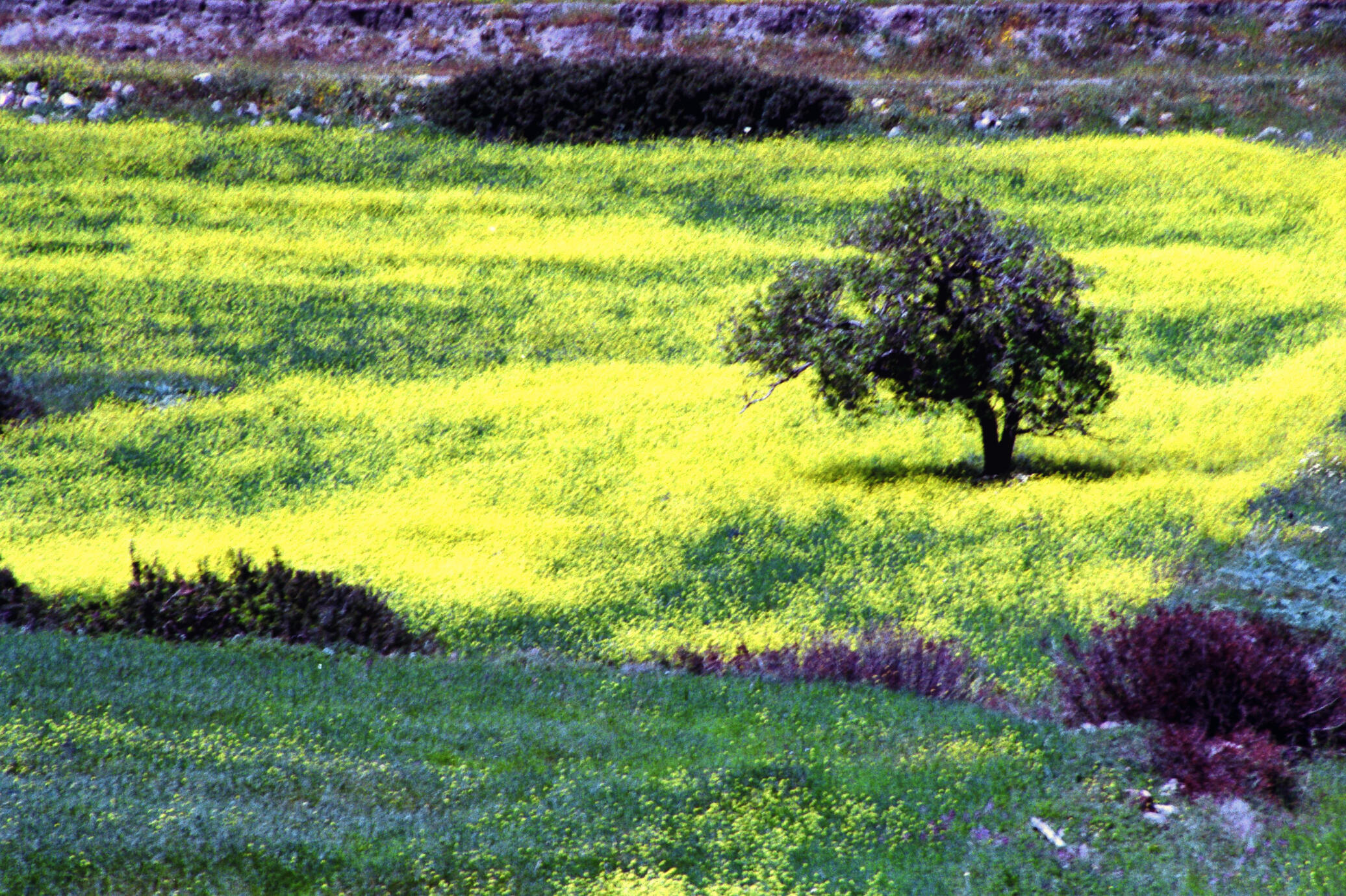 Painting on celluloid - Milos Island