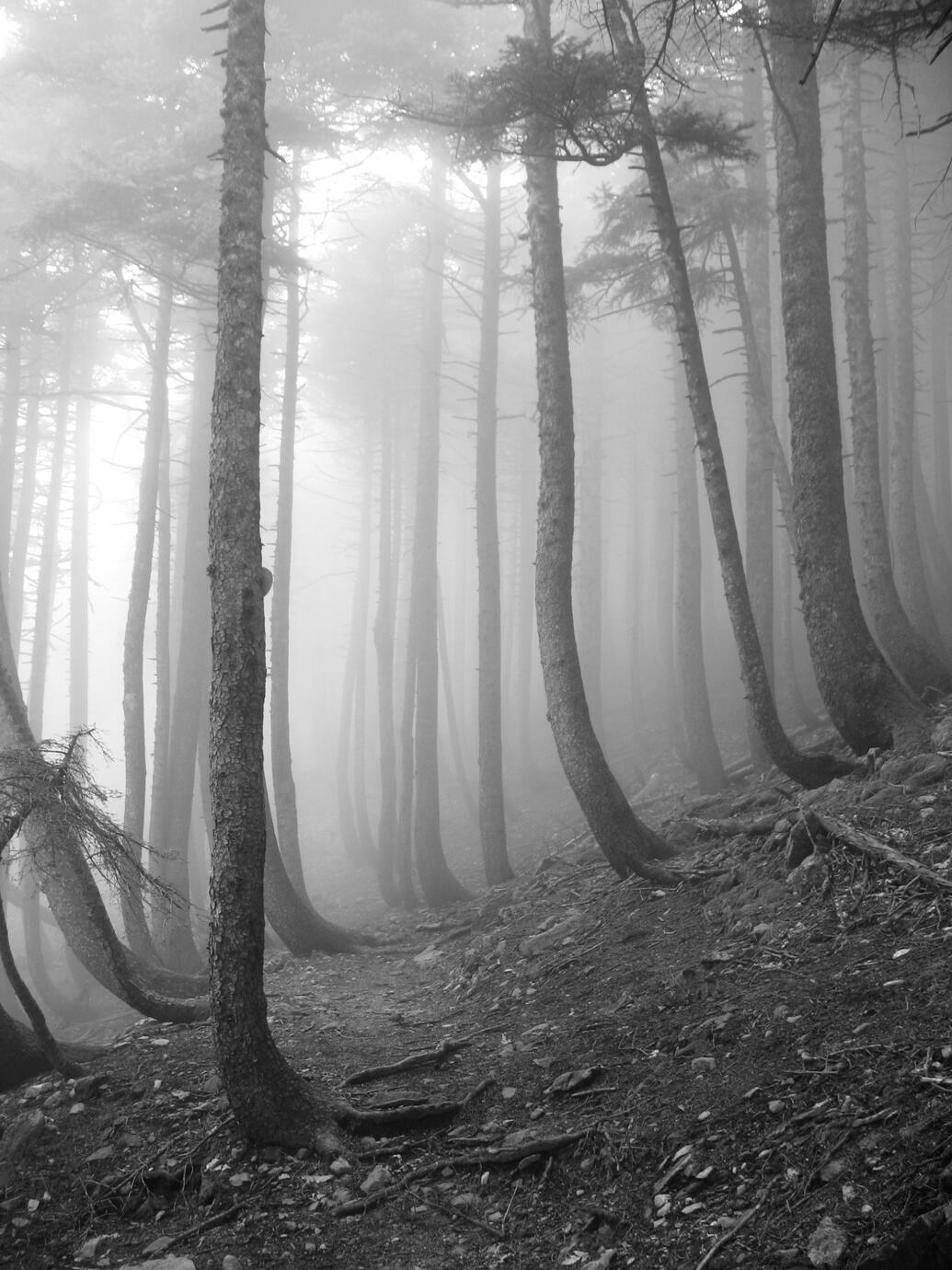 Grey forest - Dirfys mountain