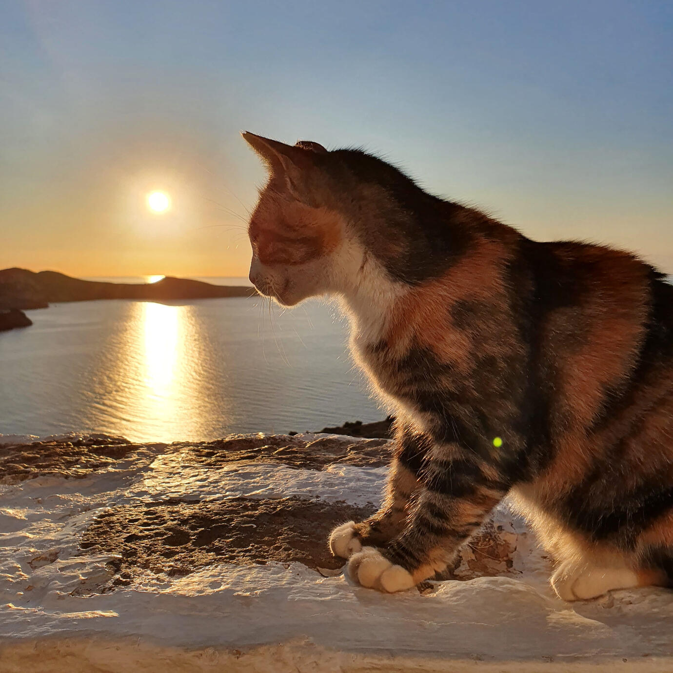 Cat-set - Milos Island