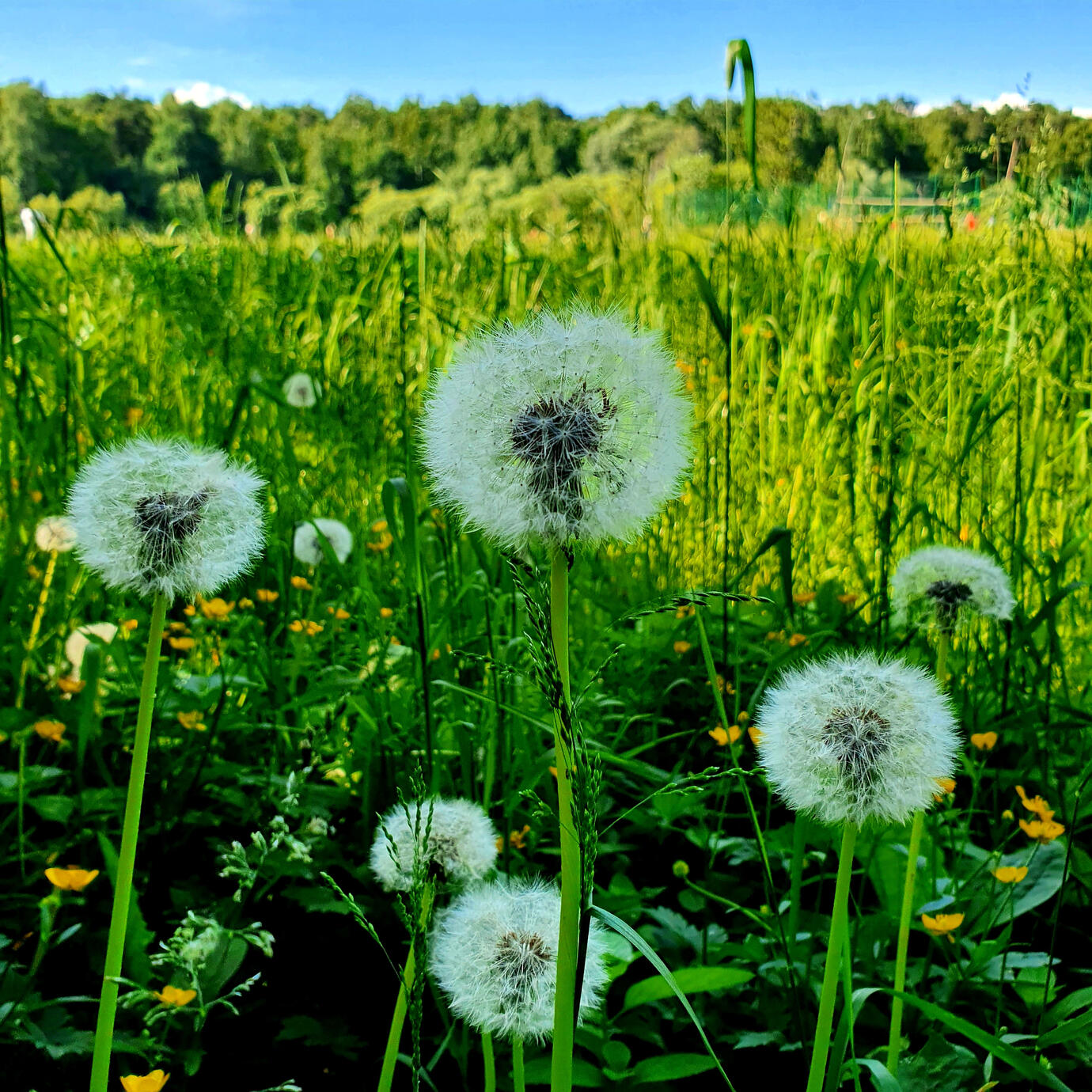 Ready to blow - Moscow