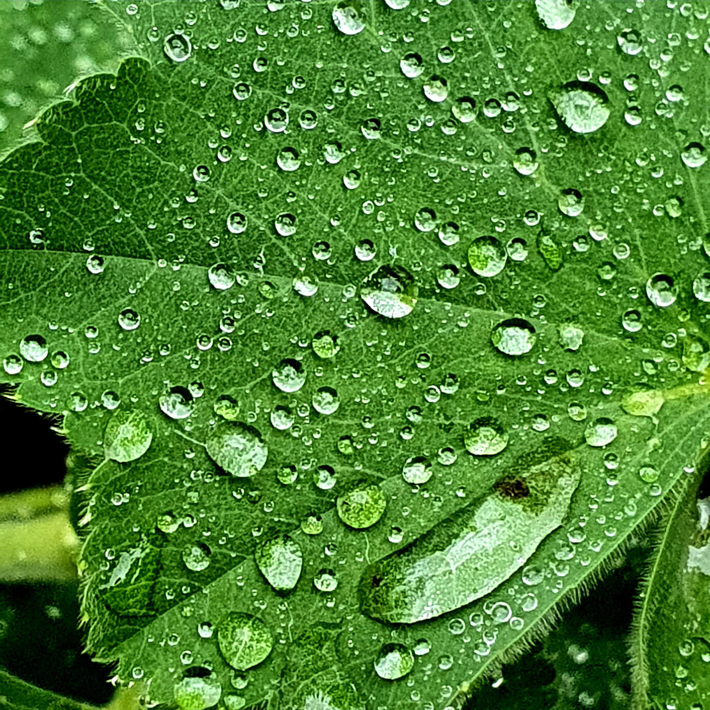 Tear drops - Moscow