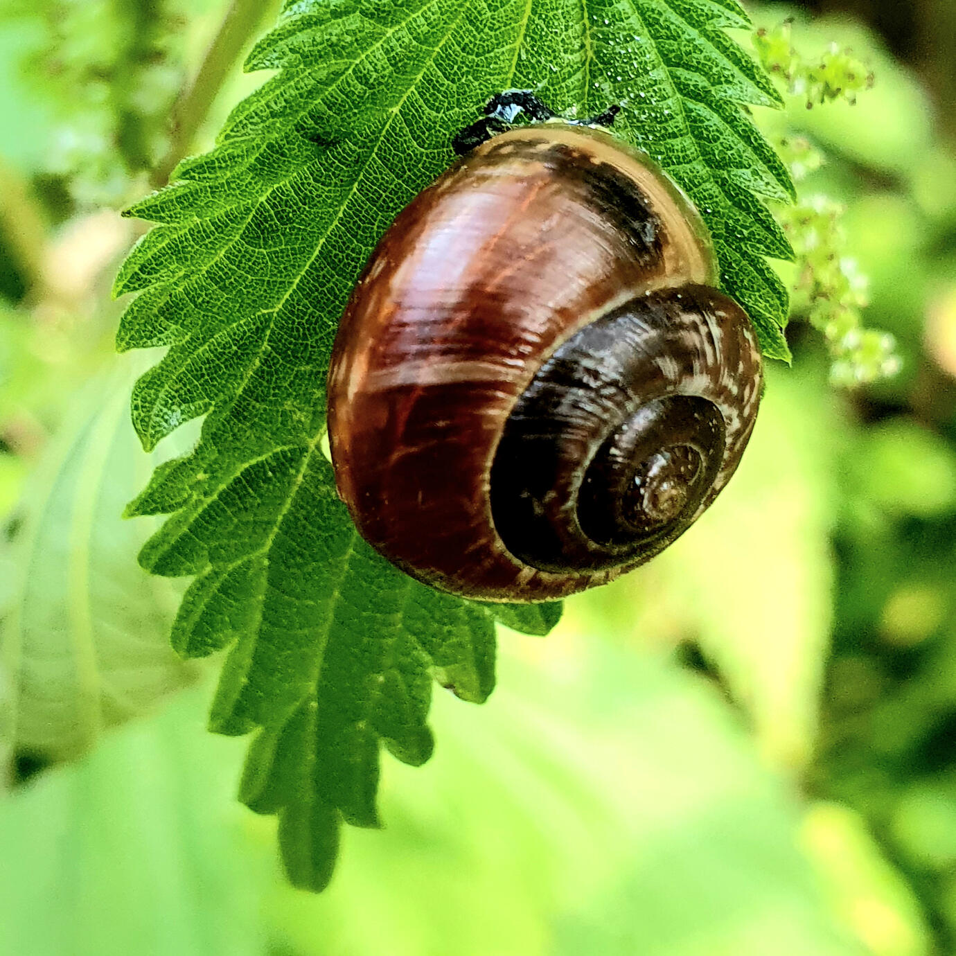 My little country house - Moscow