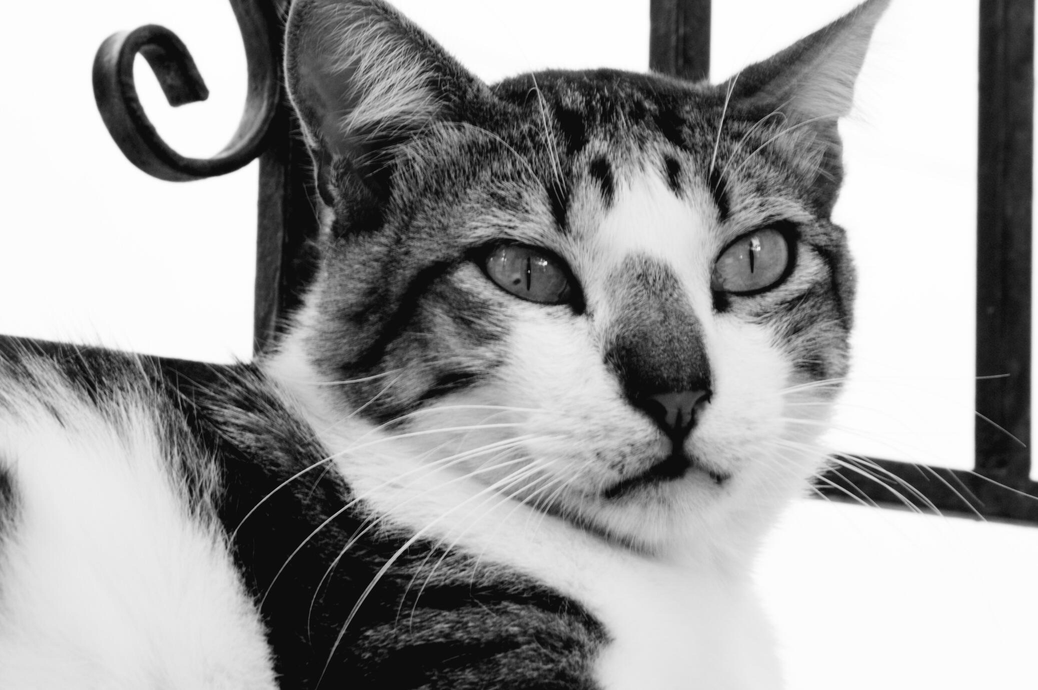 Portrait in Black &amp; white - Athens