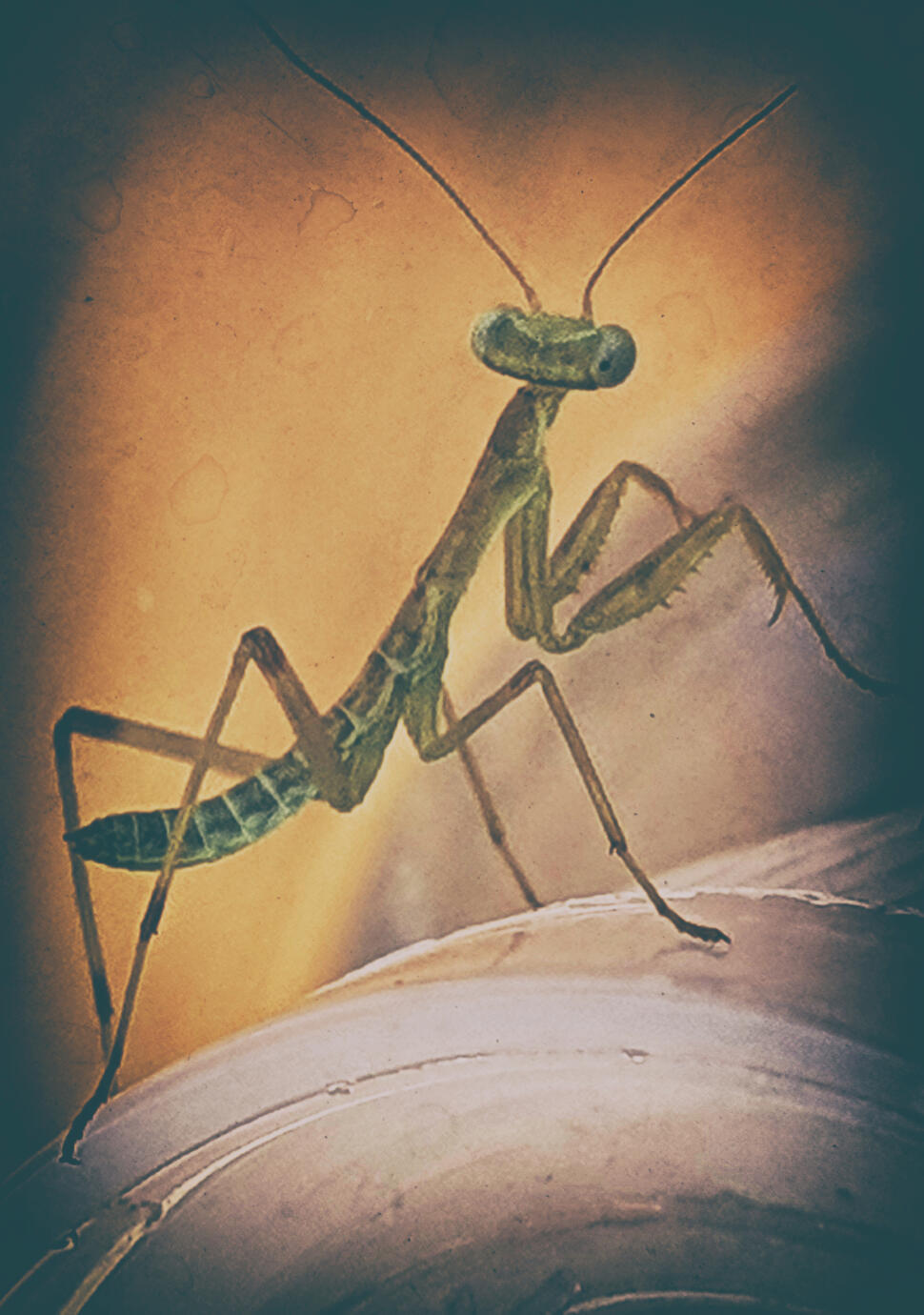 An old friend - Athens